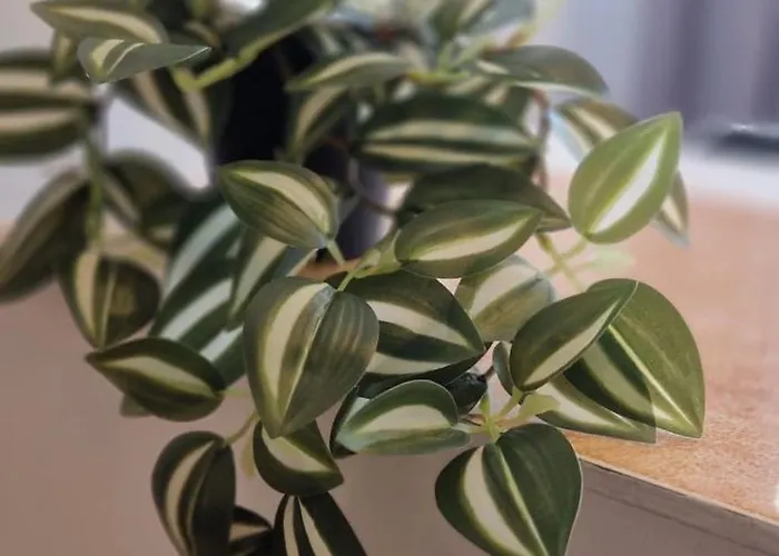 Stephanie Apartment-centru Civic Séjour chez l'habitant Braşov